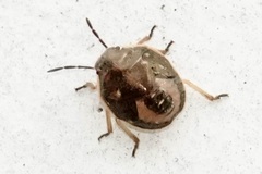 Holcostethus limbolarius