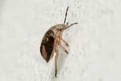 Holcostethus limbolarius