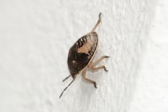 Holcostethus limbolarius