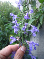 Nepeta grandiflora