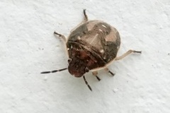 Holcostethus limbolarius