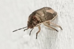 Holcostethus limbolarius