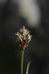 Carex foetida
