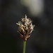 Carex foetida - Photo (c) Giovanni Perico, algunos derechos reservados (CC BY-NC), subido por Giovanni Perico