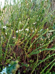 Gnidia spicata