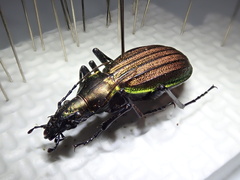 Carabus gehinii