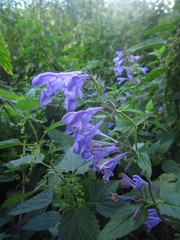 Nepeta grandiflora