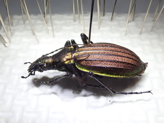 Carabus gehinii