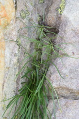 Phyteuma hedraianthifolium