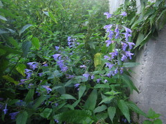 Nepeta grandiflora