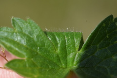Ranunculus villarsii