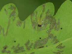 Thrinax dubitata