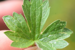 Ranunculus villarsii