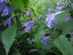 Nepeta grandiflora