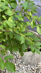 Prunus virginiana