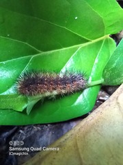 Hypercompe trinitatis