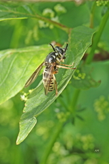 Temnostoma excentrica