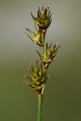 Stellulatae