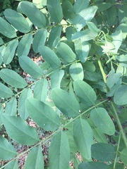 Robinia
