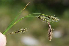 Carex frigida