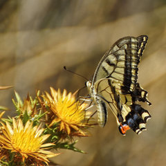 Papilio machaon