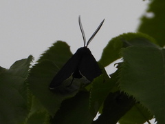 Ctenucha virginica