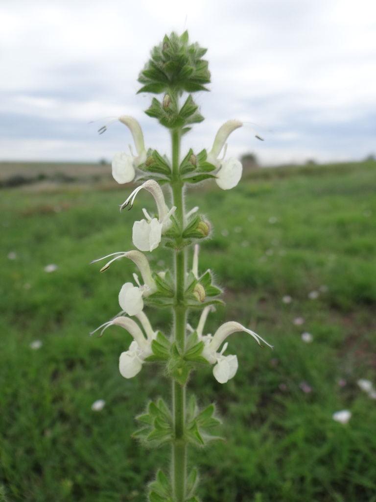 Pontic Sage