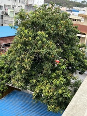 Mangifera indica