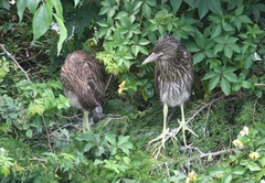 Nycticorax