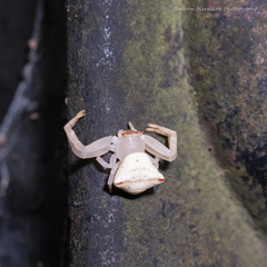 Thomisus okinawensis