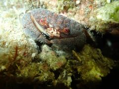 Actaeodes tomentosus