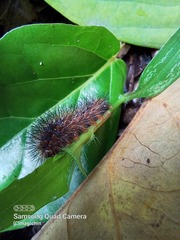 Hypercompe trinitatis