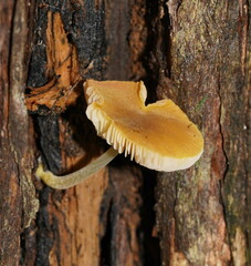 Pluteus hubregtseorum
