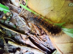 Hypercompe trinitatis