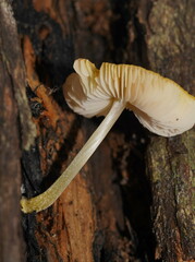Pluteus hubregtseorum
