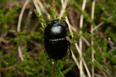 Geotrupes stercorarius