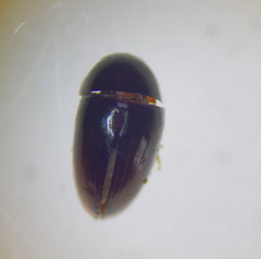 Olibrus liquidus