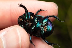 Geotrupes stercorarius