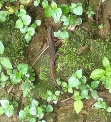 Sphenomorphus maculatus