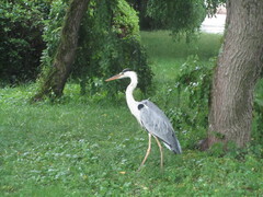 Ardea cinerea