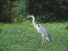 Ardea cinerea