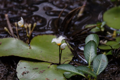 Nymphoides indica