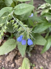Symphytum caucasicum