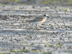 Charadrius