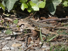 Podarcis muralis