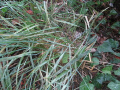Elymus ciliaris