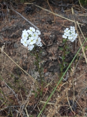 Dontostemon pinnatifidus