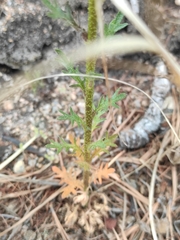 Dontostemon pinnatifidus