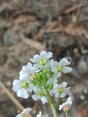 Dontostemon pinnatifidus