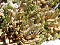 Selaginella watsonii